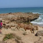 Randonneurs rencontrant des dromadaires en marchant sur la côte atlantique d’Essaouira