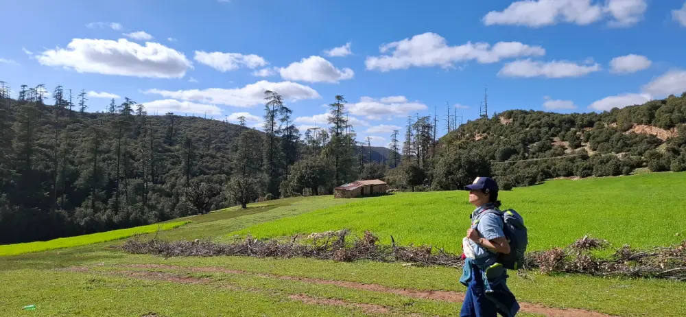 Randonneuse marchant dans la forêt de cèdres du Moyen Atlas