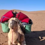 trek désert vallée du Draa et dromadaire