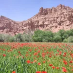 randonnée vallée des roses, champs de coquelicot
