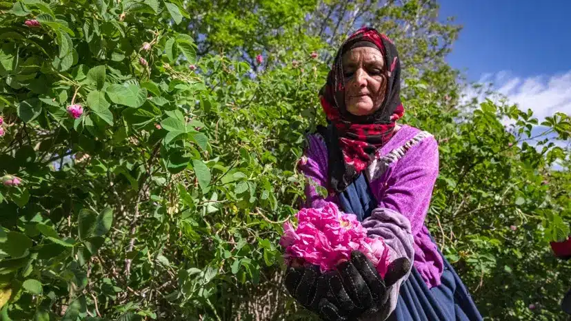 Trek Vallée des Roses Maroc - Fête des Roses 2026