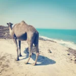 Trek chamelier sur la cote d'Essaouira