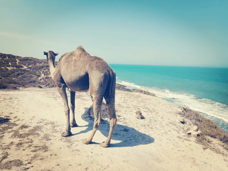 Trek chamelier sur la cote d'Essaouira