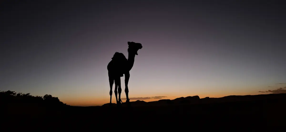 trek et randonnée chamelier au désert du Maroc - 4 jours